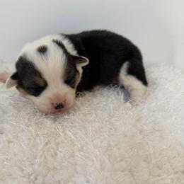 Ollie - Black and tan male Pembroke Welsh Corgi puppy in Hillsville, Virginia from Bonderosa Kennels