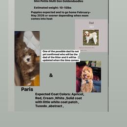 2nd pick Available please ONLY Apply if you have Read the Description - Red  female Goldendoodle puppy in Brooklyn, New York from Lyon and Luna Goldendoodles Bernedoodles