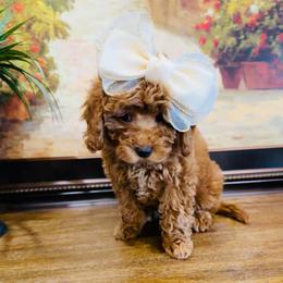 Maple - Goldendoodle