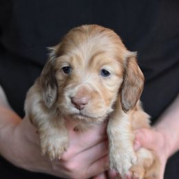 Pippin - Chocolate and cream male Dachshund puppy in Lowell, Indiana from DesForges Dachshunds.