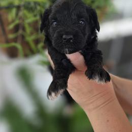 Jane - Black female Goldendoodle puppy in Decatur, Tennessee from Diamond's Doodles