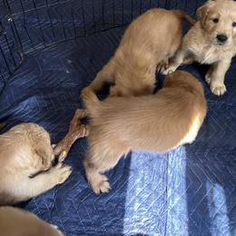 5th Pick - Golden female Golden Retriever puppy in Anaheim, California from Prim's Golden Retrievers