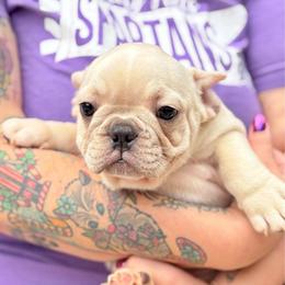 Frank - Cream male French Bulldog puppy in Greenfield, Missouri from Hope Mountain French Bulldogs
