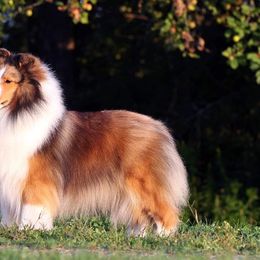Allison - Shetland Sheepdog