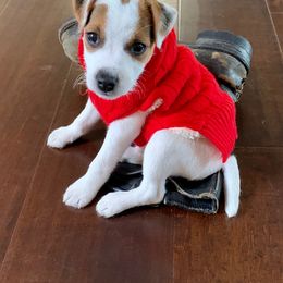 Jack Russell Terrier Puppies from Huckle Hill Jack Russell Terriers