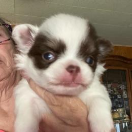 Cooper - Chocolate and white male Chihuahua puppy in Red Bluff, California from Aye Chihuahua