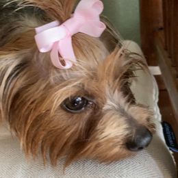 Tokio - Yorkshire Terrier