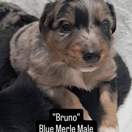 Bruno - Blue merle male Australian Shepherd puppy in Darrington, Washington from Cart River Aussies