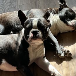 Gus - Boston Terrier