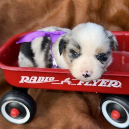 Boy 2 - Blue merle male Miniature Australian Shepherd puppy in Graham, North Carolina from Thompson Farm Mini Aussies