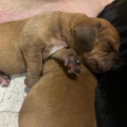 Male Red (Copper) - Red and white male Basset Hound puppy in Oviedo, Florida from Boss Farms