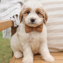 Austin - Parti male Goldendoodle puppy in Iola, Texas from Supreme Doodles of Texas