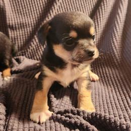 Milo - Black and tan male Chihuahua puppy in Bethlehem, Pennsylvania from Steel City Exotics