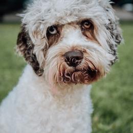 Jewel - Cockapoo