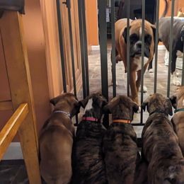 Boxer Puppies from Stillwater Kennel