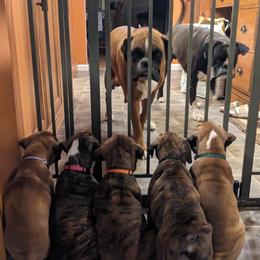 Boxer Puppies from Stillwater Kennel