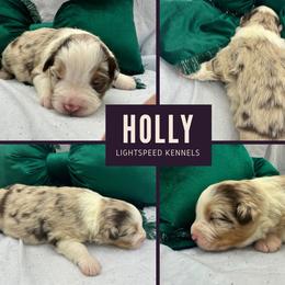 Holly - Red merle female Australian Shepherd puppy in Lexington, South Carolina from Lightspeed Kennels