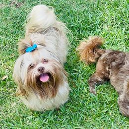 Shih Tzu Puppies from Savage Elegance Texas