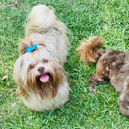 Shih Tzu Puppies from Savage Elegance Texas