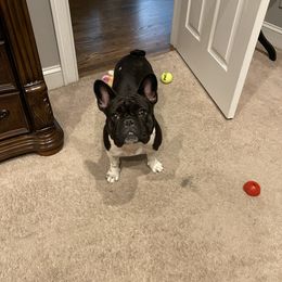 Luna - French Bulldog