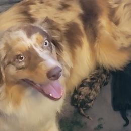 GiGi - Australian Shepherd