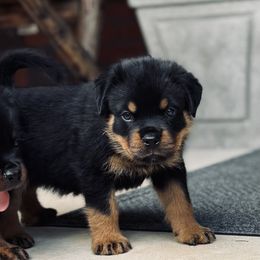 Girl 4 - Black and tan female Rottweiler puppy in Danieslville, Georgia from Bronx Von Bridges Rottweilers