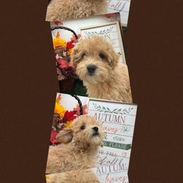 Woody - Apricot male Maltipoo puppy in Wayland, New York from Loris Pampered Pooches💕
