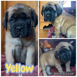 Yellow - Apricot female Mastiff puppy in Jonesville, South Carolina from Sunrise Mastiffs