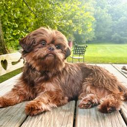 Belle - Shih Tzu