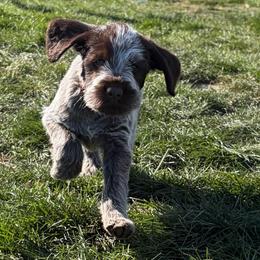 Douglas-(Thor) - Brown and gray male Wirehaired Pointing Griffon puppy in Grangeville, Idaho from Happy Hollow Griffons