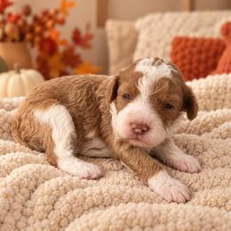 Pumpkin - Red male Cavapoo puppy in Floyd, Virginia from Hearts and Paws Poodles and Doodles