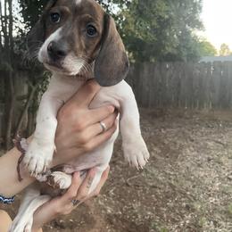 Dachshund Puppies from Hursh’s Hounds