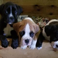 Boxer Puppies from TD's House of Boxers and Danes