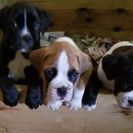 Boxer Puppies from TD's House of Boxers and Danes