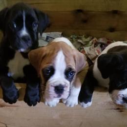 Boxer Puppies from TD's House of Boxers and Danes