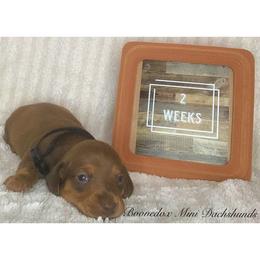 Dachshund Puppies from Marissa's Dachshunds (BooneDox Mini Dachshunds)