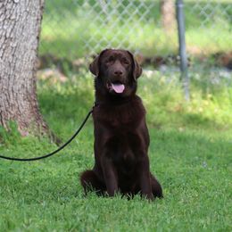Fully Trained, Buster - Chocolate male Labrador Retriever puppy in Fair Oaks, California from Twisted Ranch Retrievers
