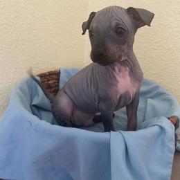Togo - Black tan and white male American Hairless Terrier puppy in Belton, Texas from Copper Lilly Kennel