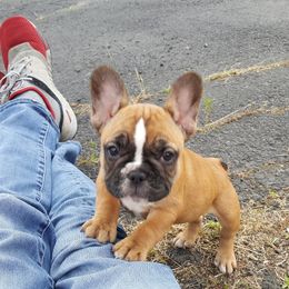 French Bulldog Puppies from Leading Irons Bullys