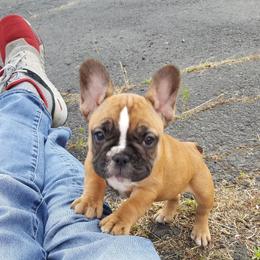 French Bulldog Puppies from Leading Irons Bullys