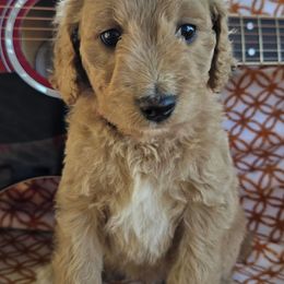 Joplin - Apricot female Goldendoodle puppy in Seymour, Tennessee from Lollie's Doodles