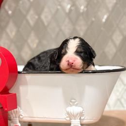 Holly - Tri-color female Bernedoodle puppy in Kilgore, Texas from Furry Tail Doodles