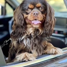 Lucky - Cavalier King Charles Spaniel
