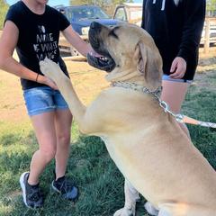 Boerboels from Coachella So Cal Boerboels