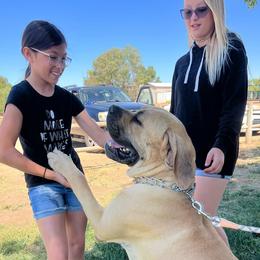 Boerboels from Coachella So Cal Boerboels