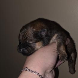 Annabelle - Orange sable female Pomeranian puppy in Santa Ana, California from Legacy Pomeranian of Orange County