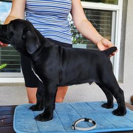 Ethan - Black male Cane Corso puppy in Palm Coast, Florida from Northgold Cane Corso