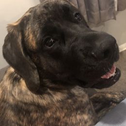 Carmella  - Mastiff
