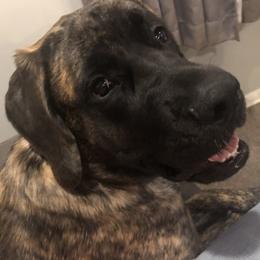 Carmella  - Mastiff