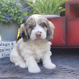 Cockapoo, Cocker Spaniel, and Goldendoodle Puppies from Robbin's Treasures